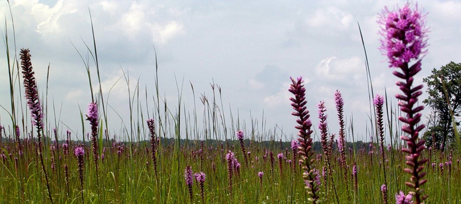 Indiana, Beaver Lake Prairie