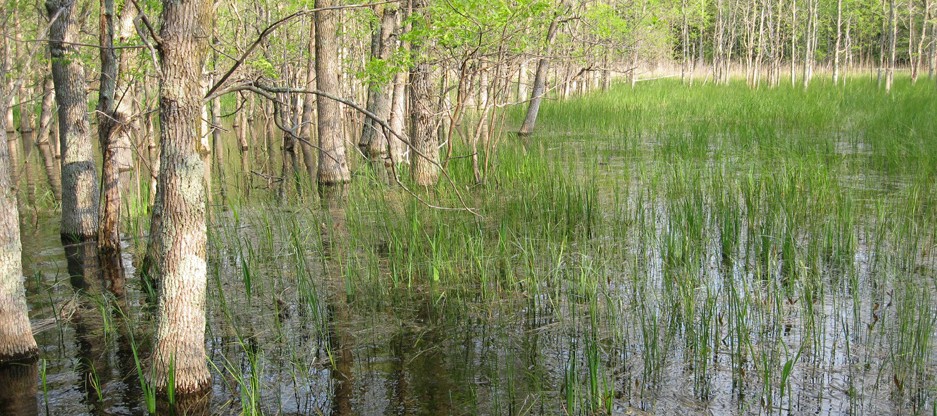 Wisconsin, Bayshore Blufflands