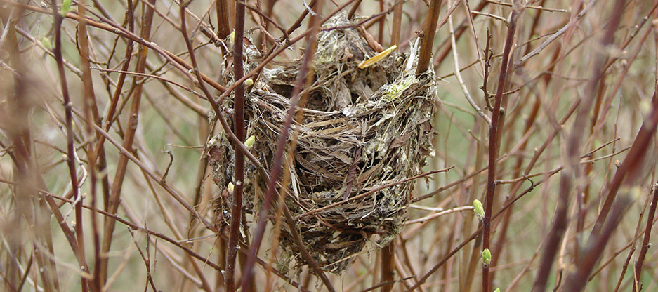 Swainson's Thrush Nest, Lower Quilceda Watershed, WA. Photo: Allison Warner.
