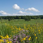 Arboretum, Curtis Prairie