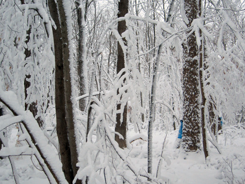 Snow, Wisconsin Southern Mesic Forest, Feb 2013