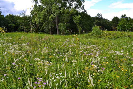 Somme Savanna