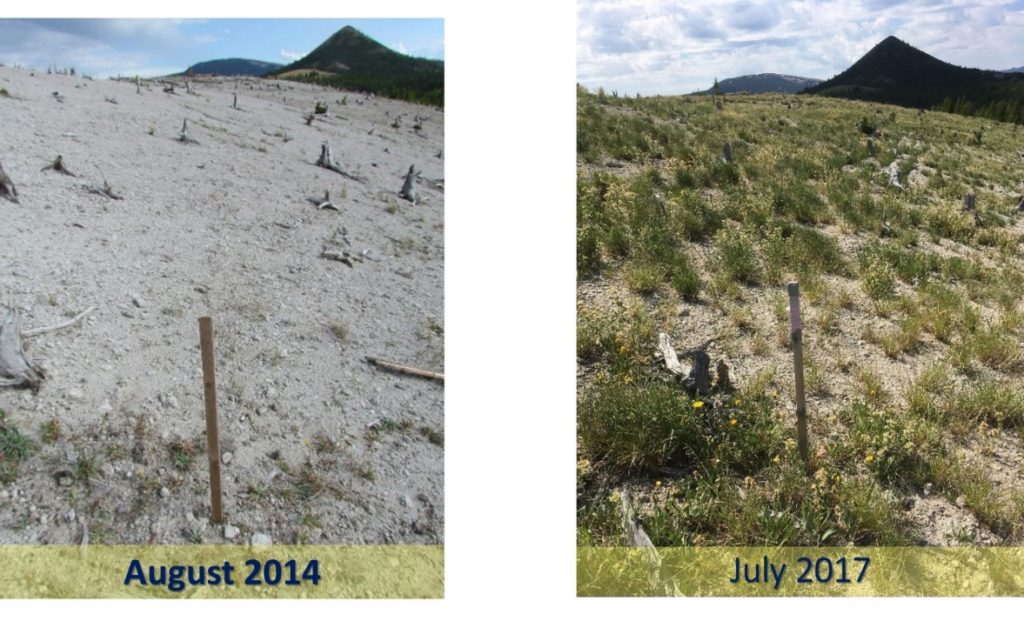 side by side images of almost three years showing improved habitat growth