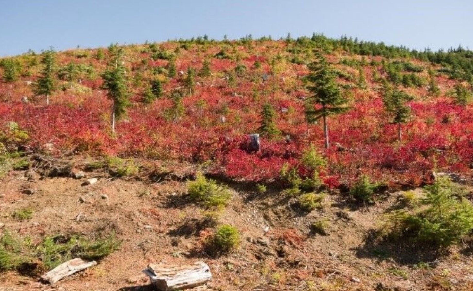 2019 Northwest Chapter Awards