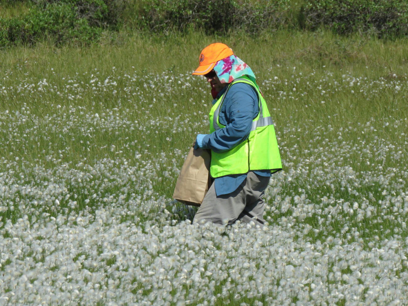 person collecting native seed in a paper bag in a meadow
