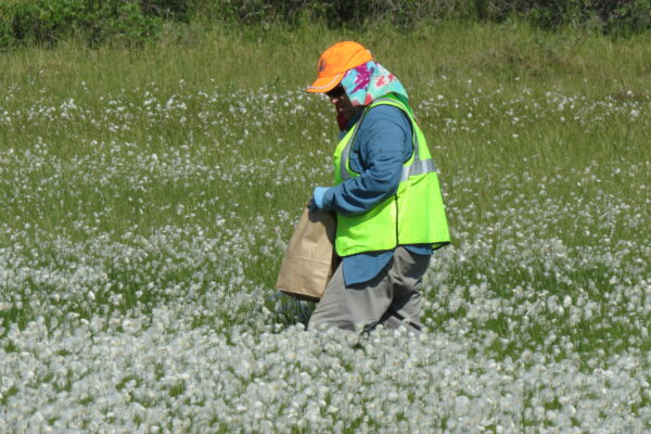 person collecting native seed in a paper bag in a meadow