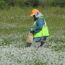 person collecting native seed in a paper bag in a meadow
