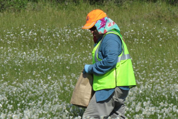 person collecting native seed in a paper bag in a meadow