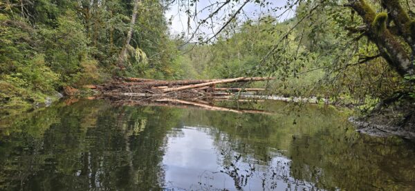 Trees in the Pilchuck River creating new habitats.
