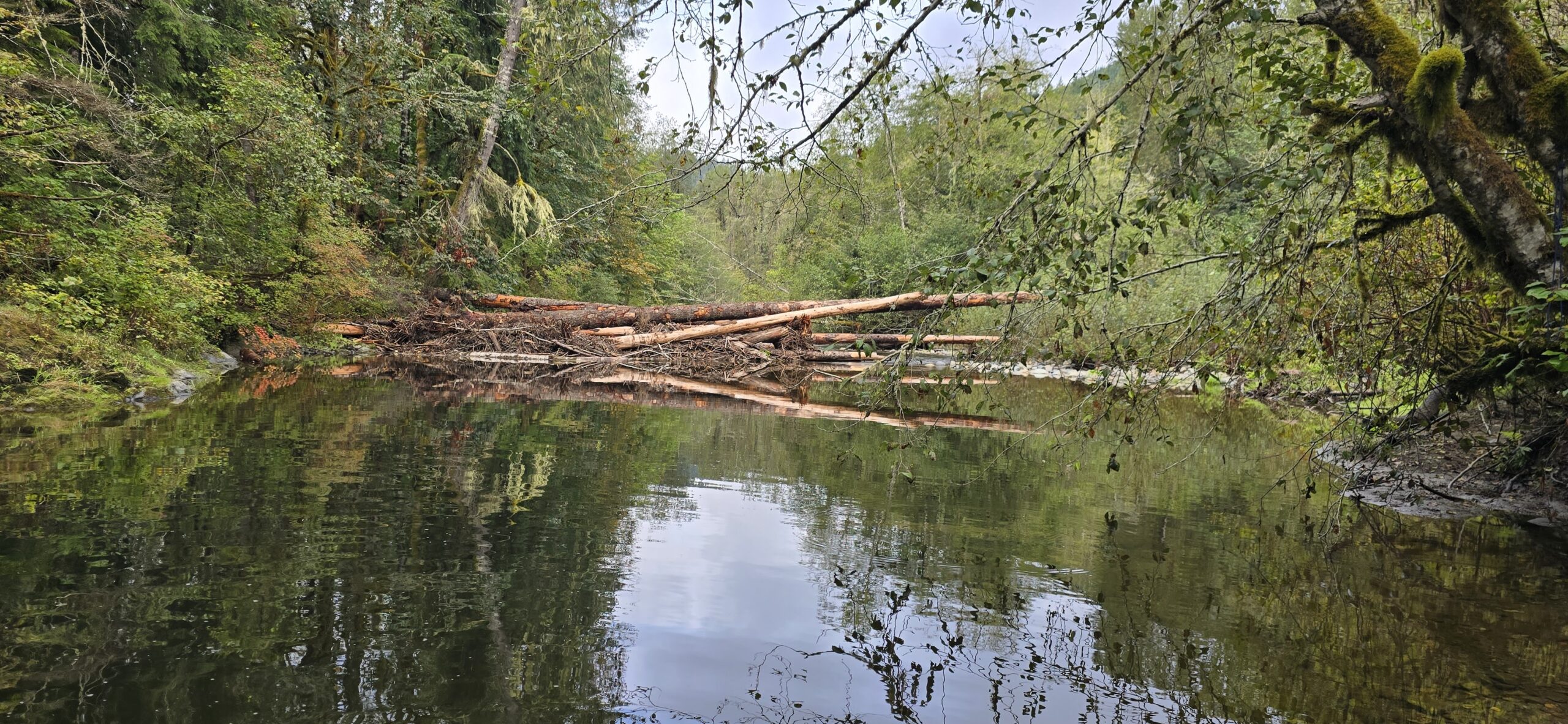 Trees in the Pilchuck River creating new habitats.