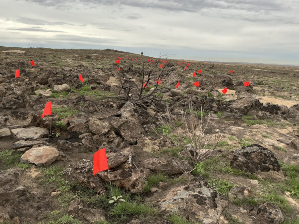 Photo of the pollinator species planted with red flags.