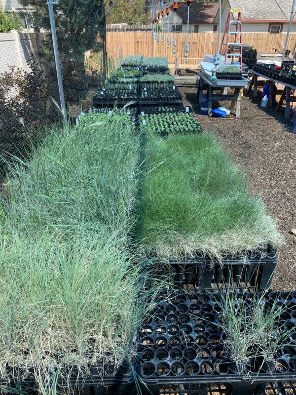Propagated plants underneath a shaded tent, getting ready for planting.