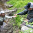 Two students, one in a stream, handing a larva to the other, sitting on the bank.