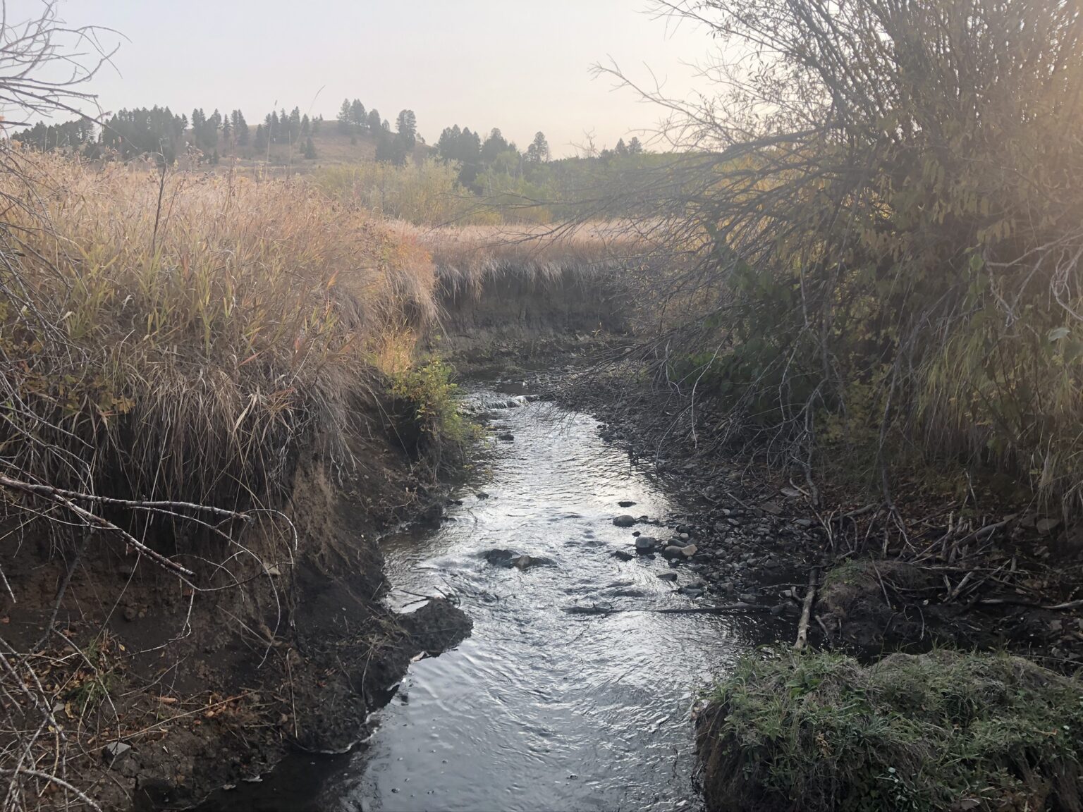 The Spotted Dog Floodplain and Slope Wetland Restoration Project - SER ...
