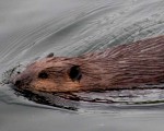 Beaver Bonanza: Resources and events to support beaver approved restoration