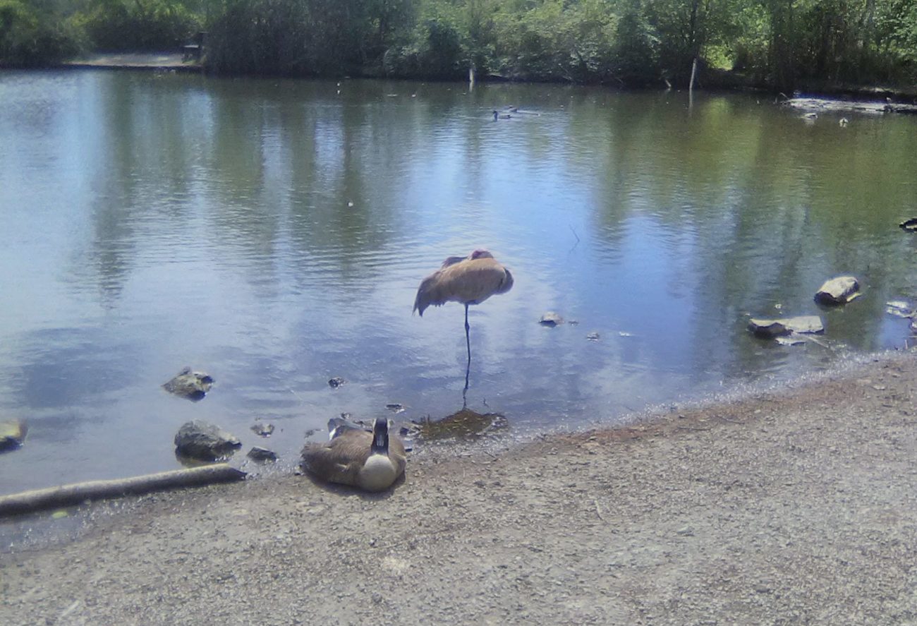 shore birds at rest